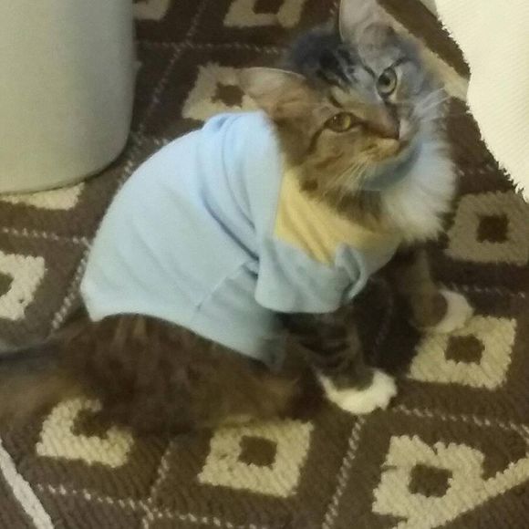 Meet your Posher, Natascha - Picture 1 of 4